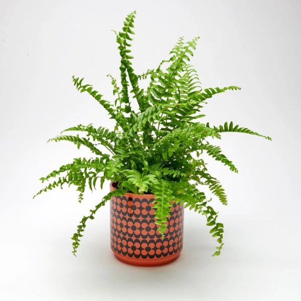 Magpie X Hornsea Medium Planty - Plant Pot Repeat Flower Orange Online