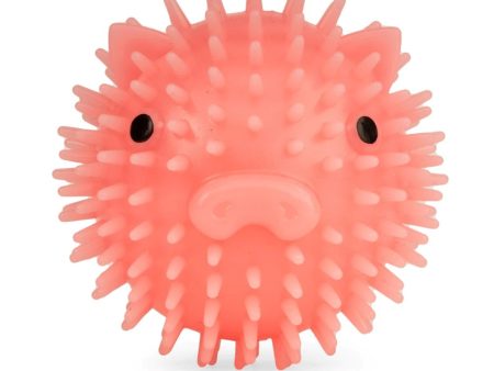 Piggy Dog Ball Sale