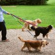 Dog Leash - Flat Sale